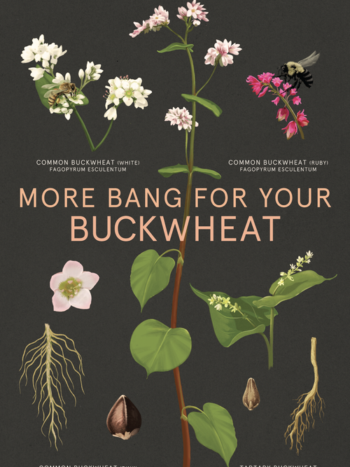 More bang for your Buckwheat cover.